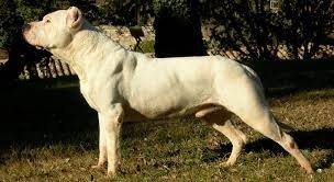 Dogo Argentino