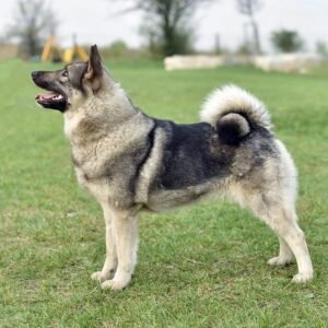 Elkhound Noruego Gris