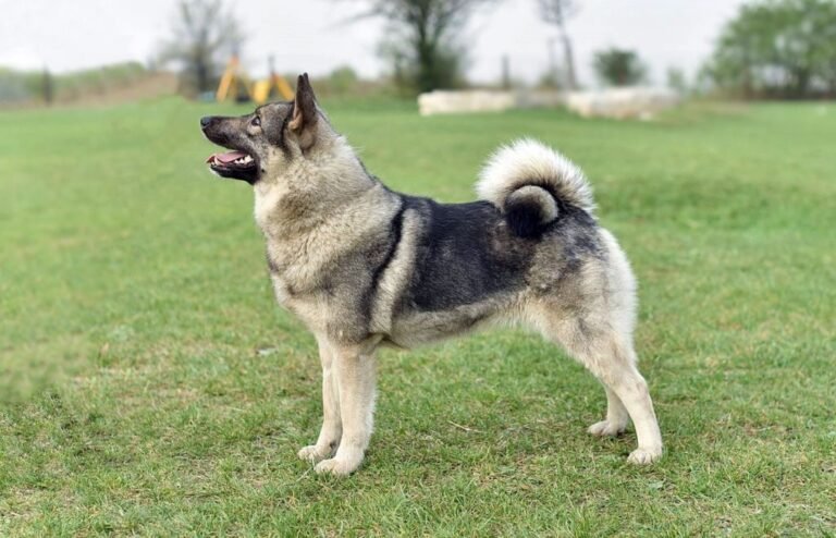 Elkhound Noruego gris