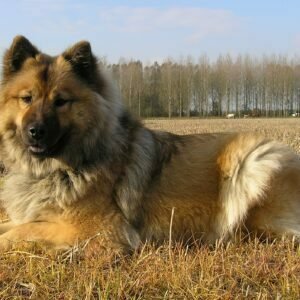 Eurasier