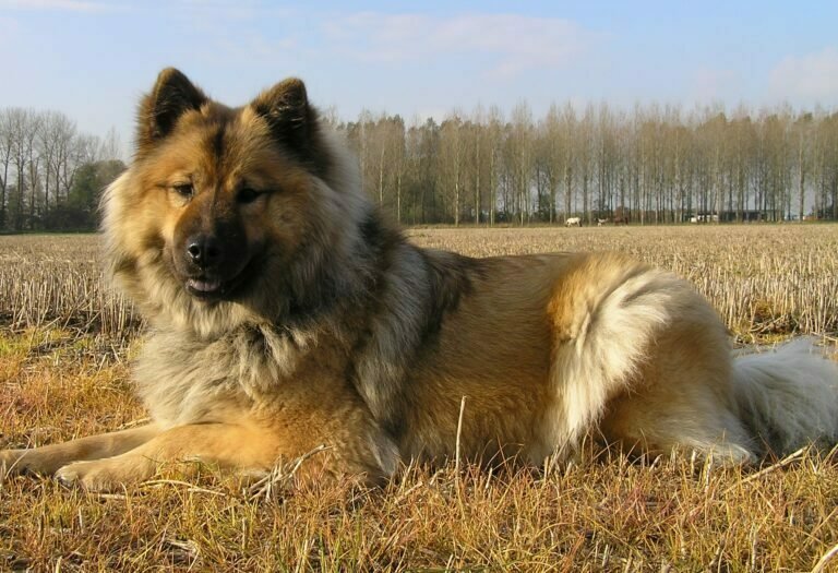 Eurasier