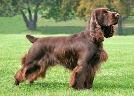 El Field Spanielen - Spaniel de campo