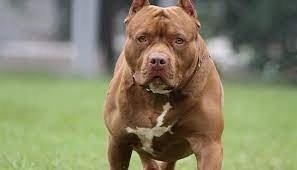 Pit Bull Terrier