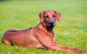 Rhodesian Ridgeback