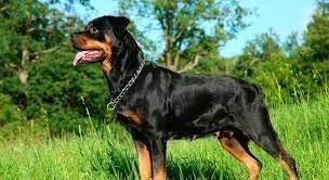 Rottweiler