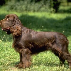 Field Spaniel