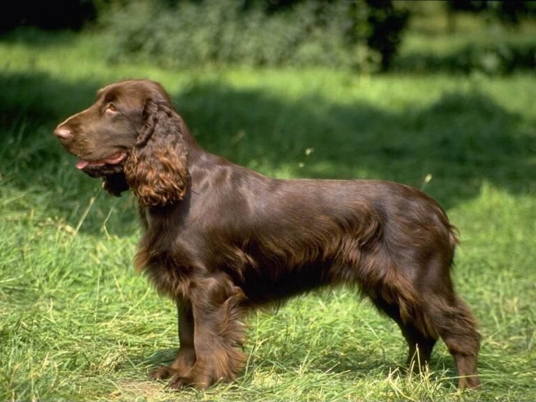 Field Spanielen - Spaniel de campo