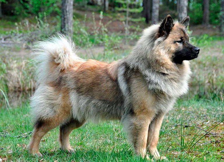 Eurasier