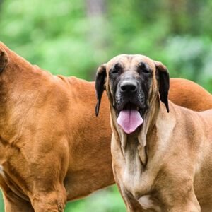 Fila brasileiro