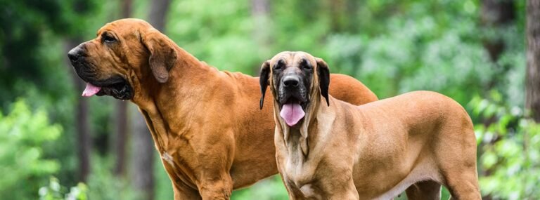 Fila brasileiro