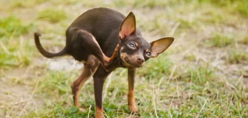 Alergia a las pulgas en un perro