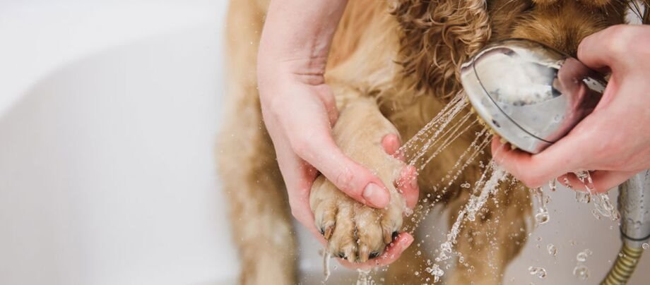 ¿Cómo cuidar las patas de un perro?