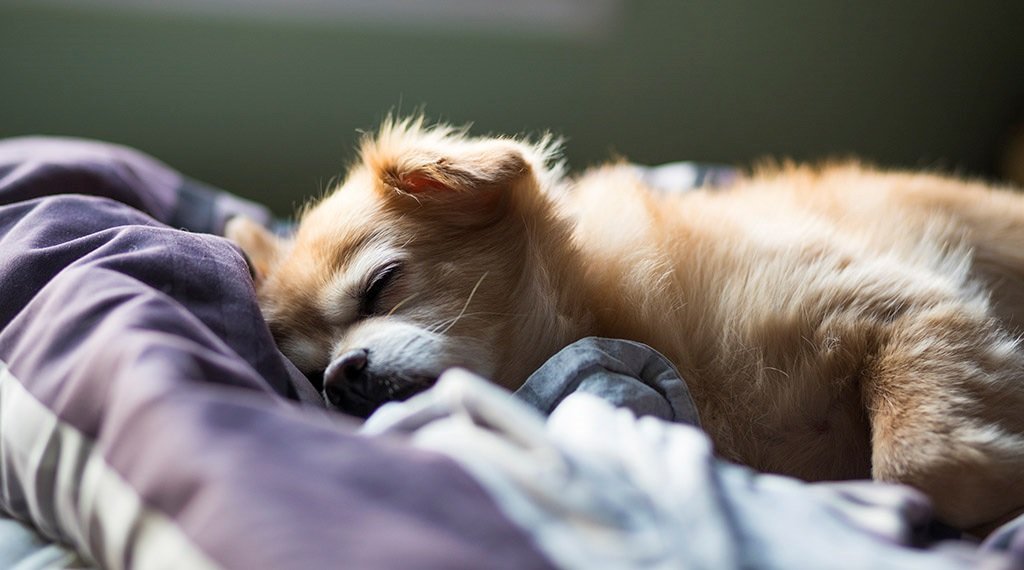 Cuántas horas duerme un perro