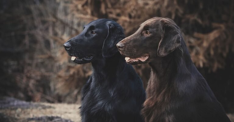 Flat coated retriever