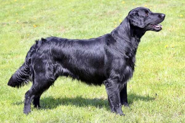 Flat coated retriever