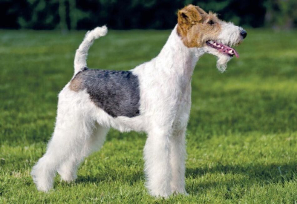 Fox terrier de pelo duro