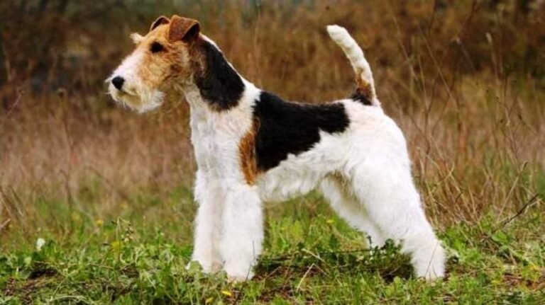 Fox terrier de pelo duro