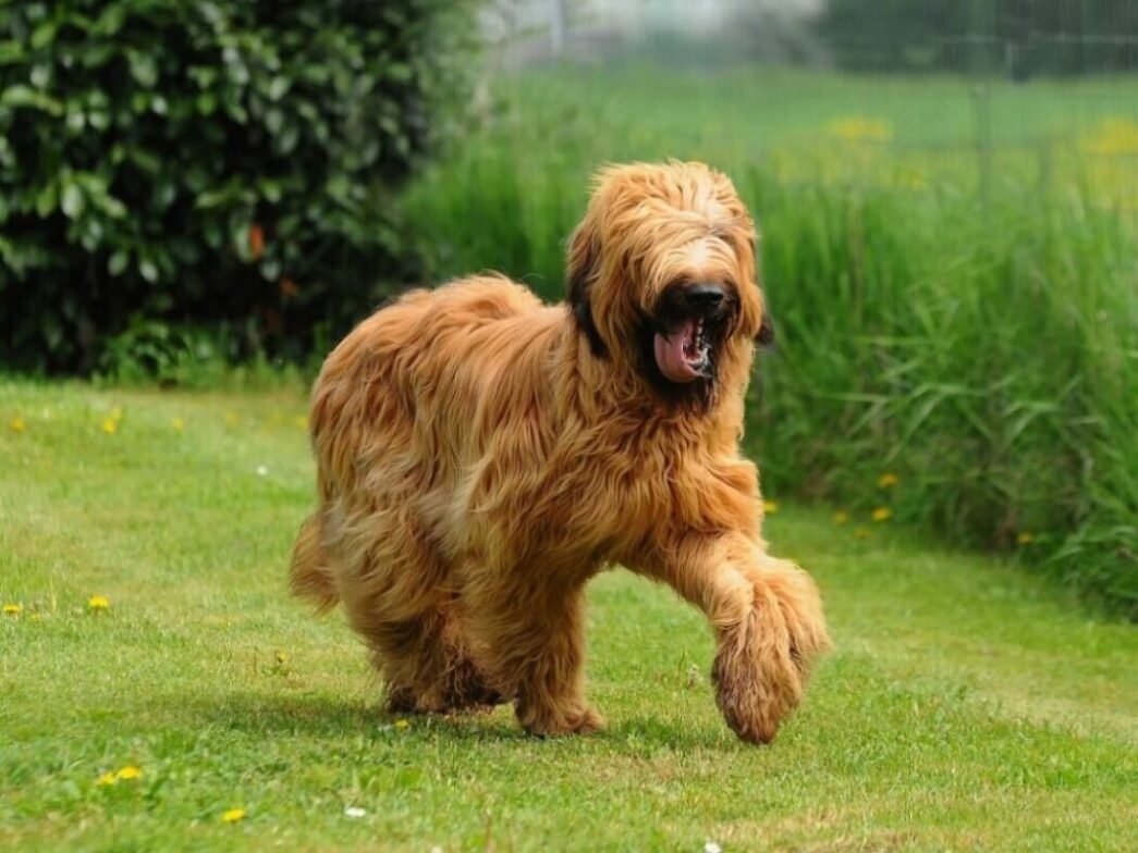 La alimentación correcta de un perro es una bella figura piel y pelaje