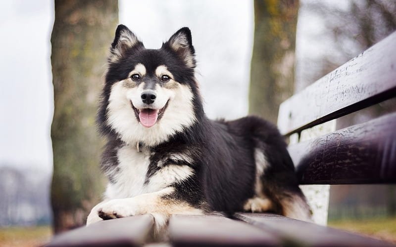 Lapphund finlandés - lapinkoira