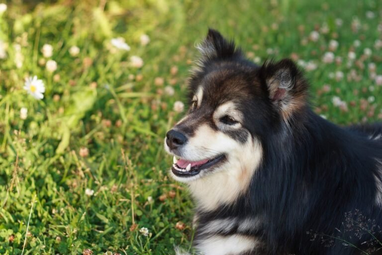 Lapphund finlandés