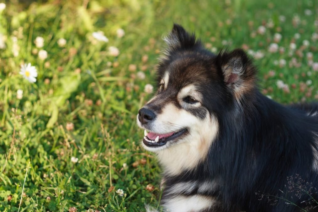 Lapphund Finlandés