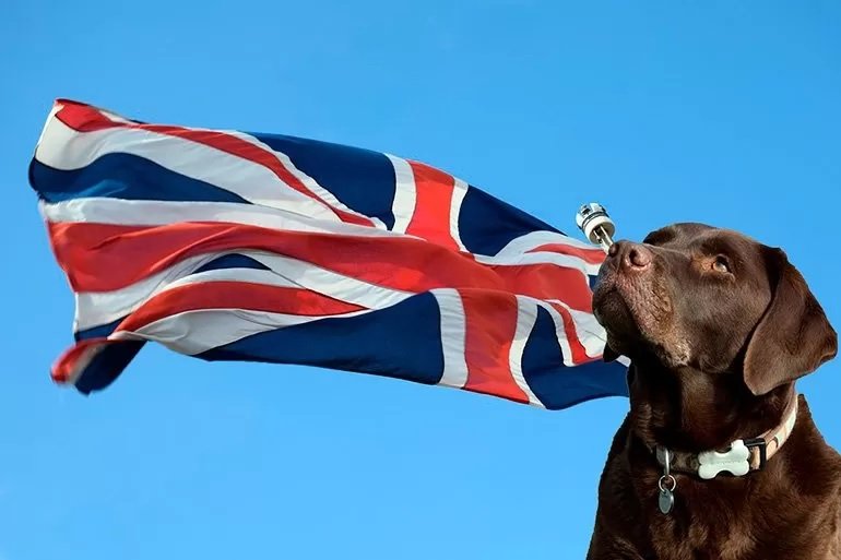 Perros ingleses - razas de perros originarias de Inglaterra