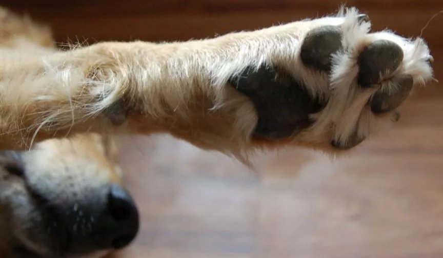 Cuáles son las causas del daño en las patas de un perro