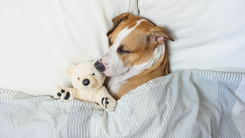 Proporcione a su perro las condiciones óptimas para dormir