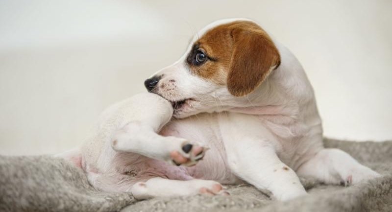 Pulgas en un perro cómo reconocerlas y deshacerse de ellas