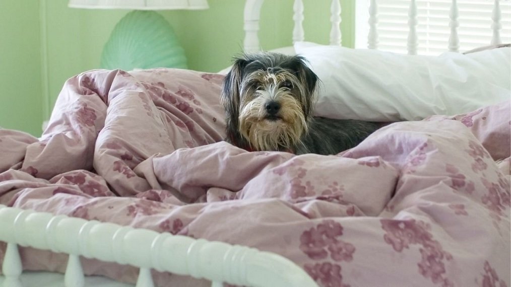 perro duerma en su cama