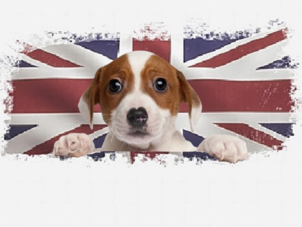 Perros ingleses 28 elegantes razas