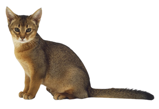 Abisinio-Abyssinian cat