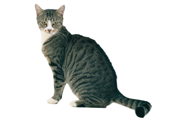 American Shorthair