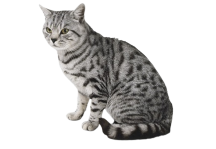 British Shorthair cat