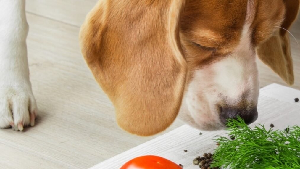 Comida venenosa para perros