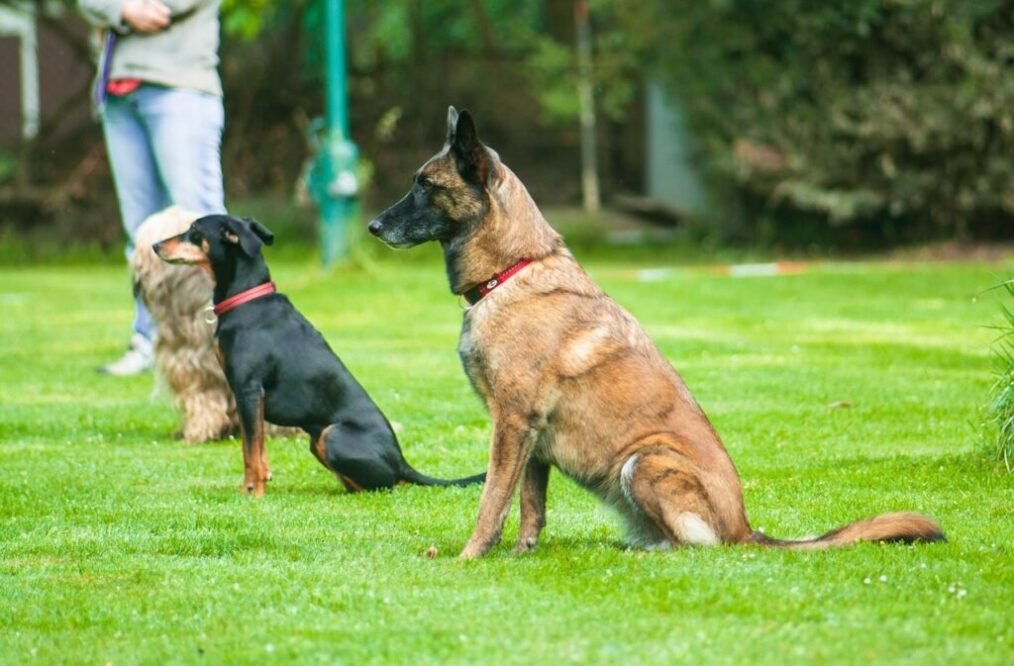 ¿Cuándo empezar a entrenar a un perro?