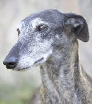 Galgos Español-Raza canina española