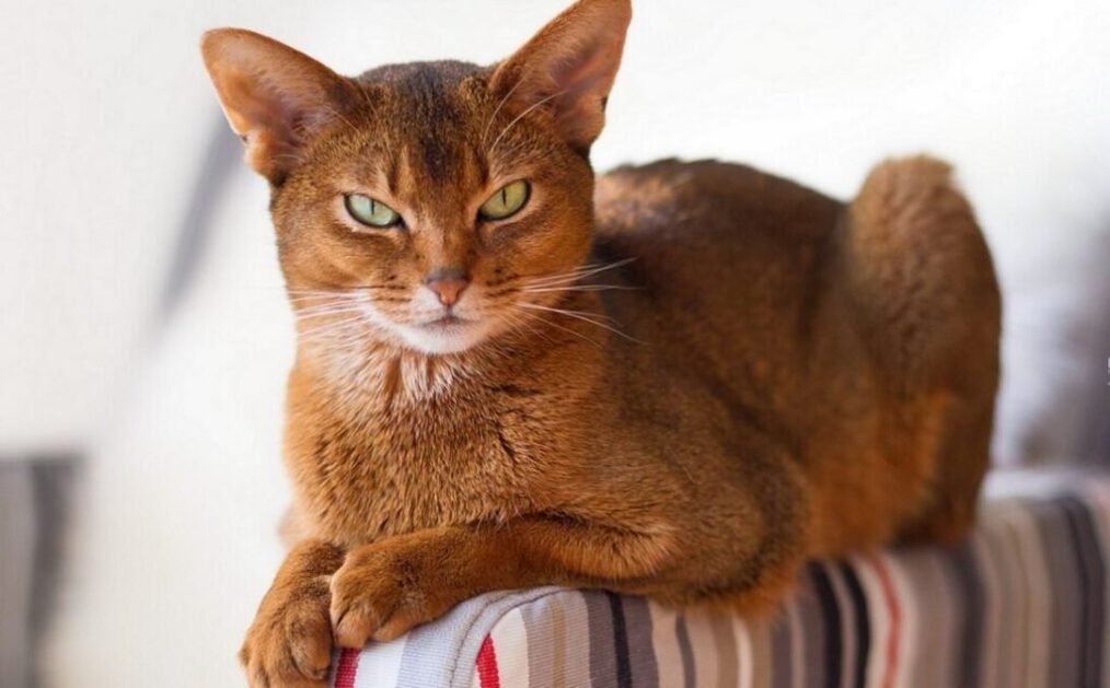 Abisinio-Abyssinian cat