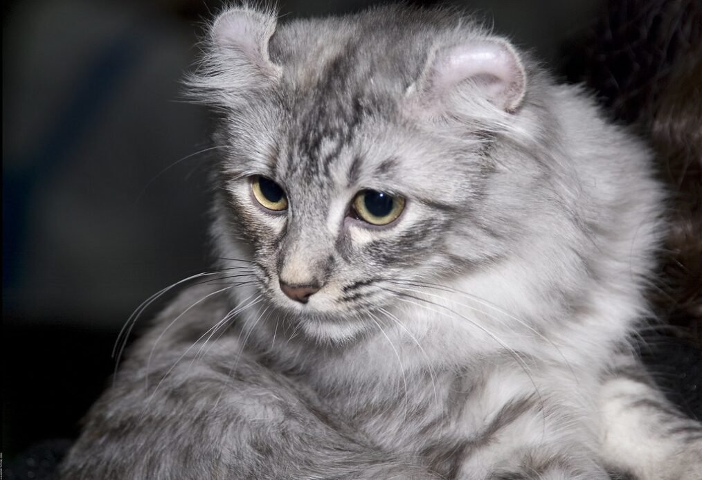 Gato American Curl