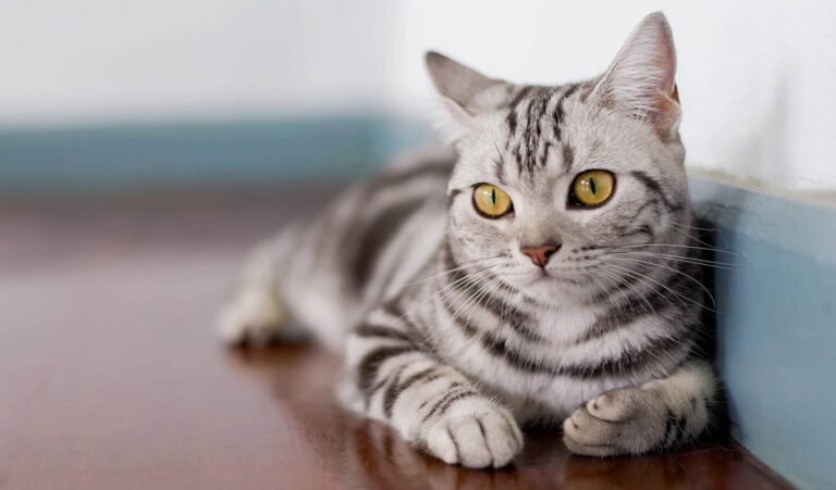 Gato American Shorthair