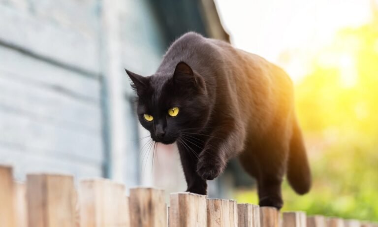 Gato Bombay Todo sobre la raza