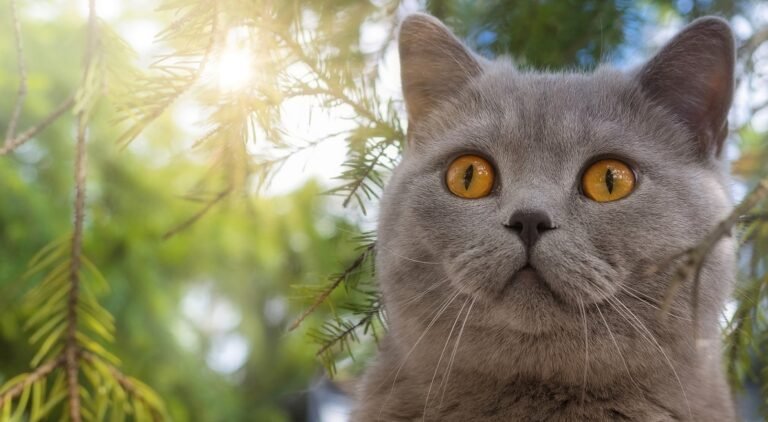 British Shorthair