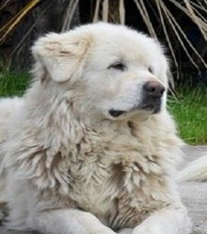 Gran Pirineo- PERROS AUTÓCTONAS DE ESPAÑA