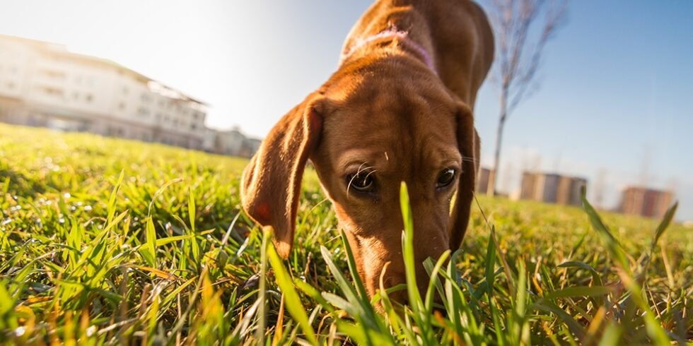 Juegos de olfatear con un perro