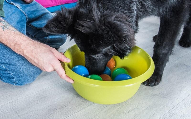 Juegos olfativos para un perro en casa