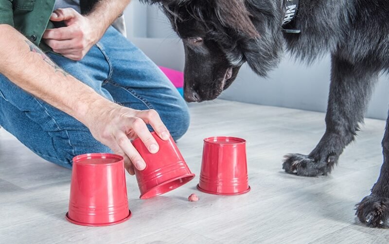 Juegos olfativos para un perro en casa