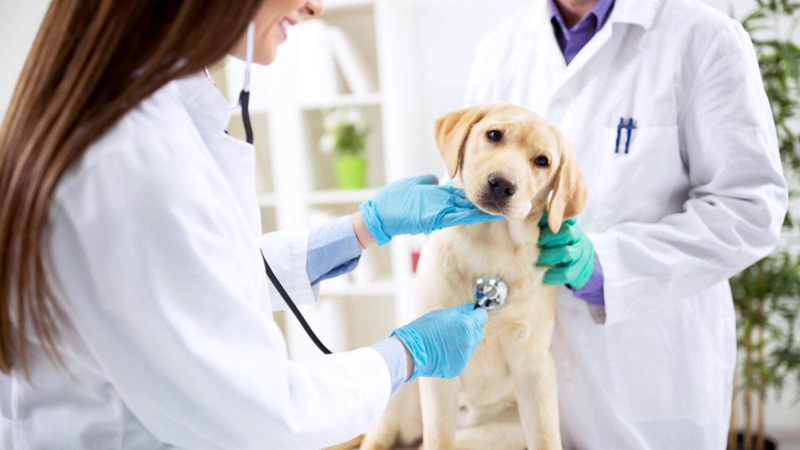 La visita del perro al veterinario