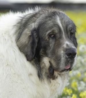 Mastín del Pirineo-Raza canina española