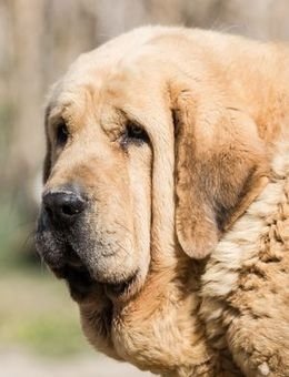 Mastín español-Raza canina española