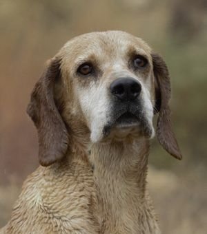 Pachón Navarro-razas de perros españolas